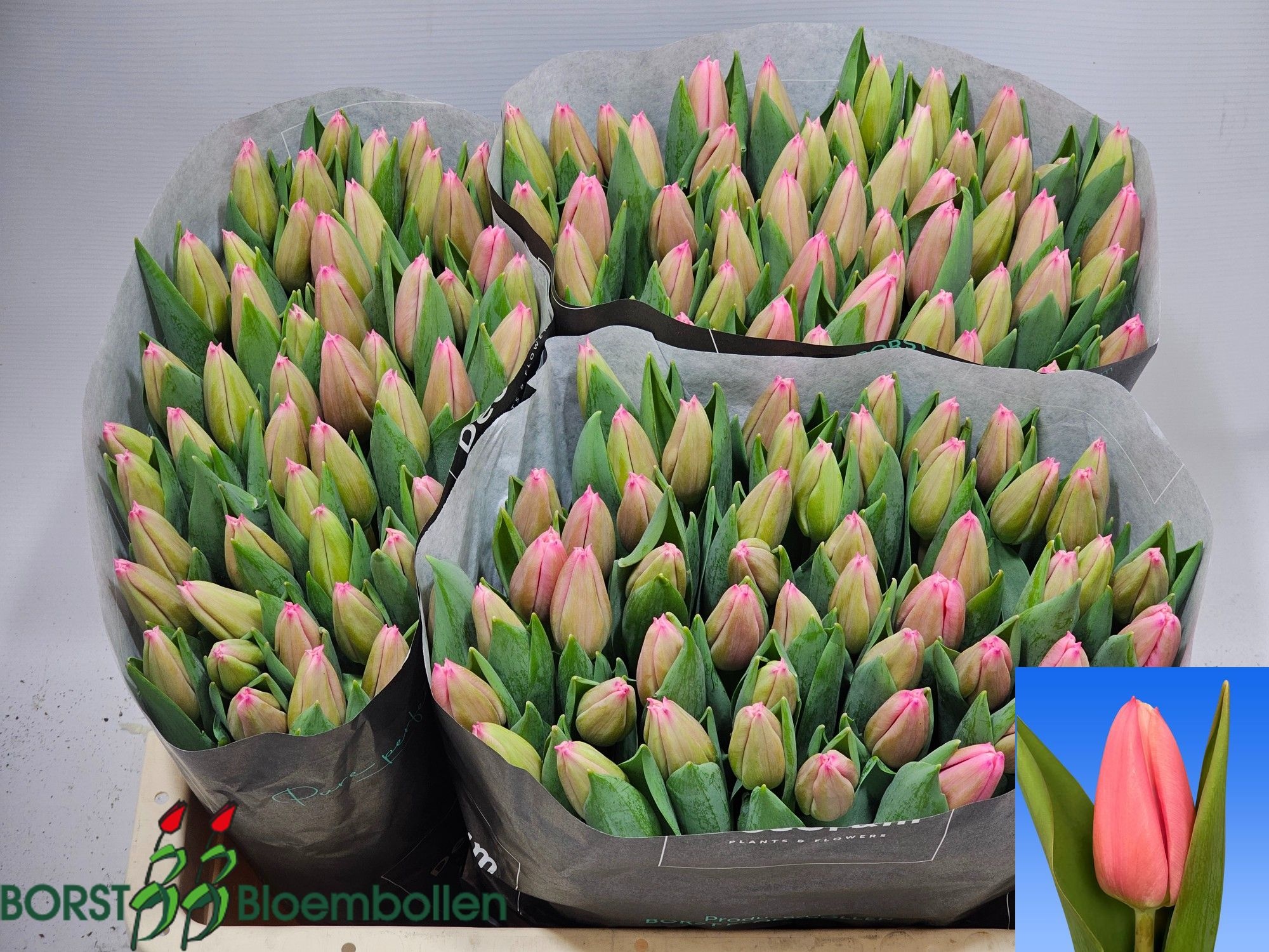 Tulipa Milkshake 44cm 36gram