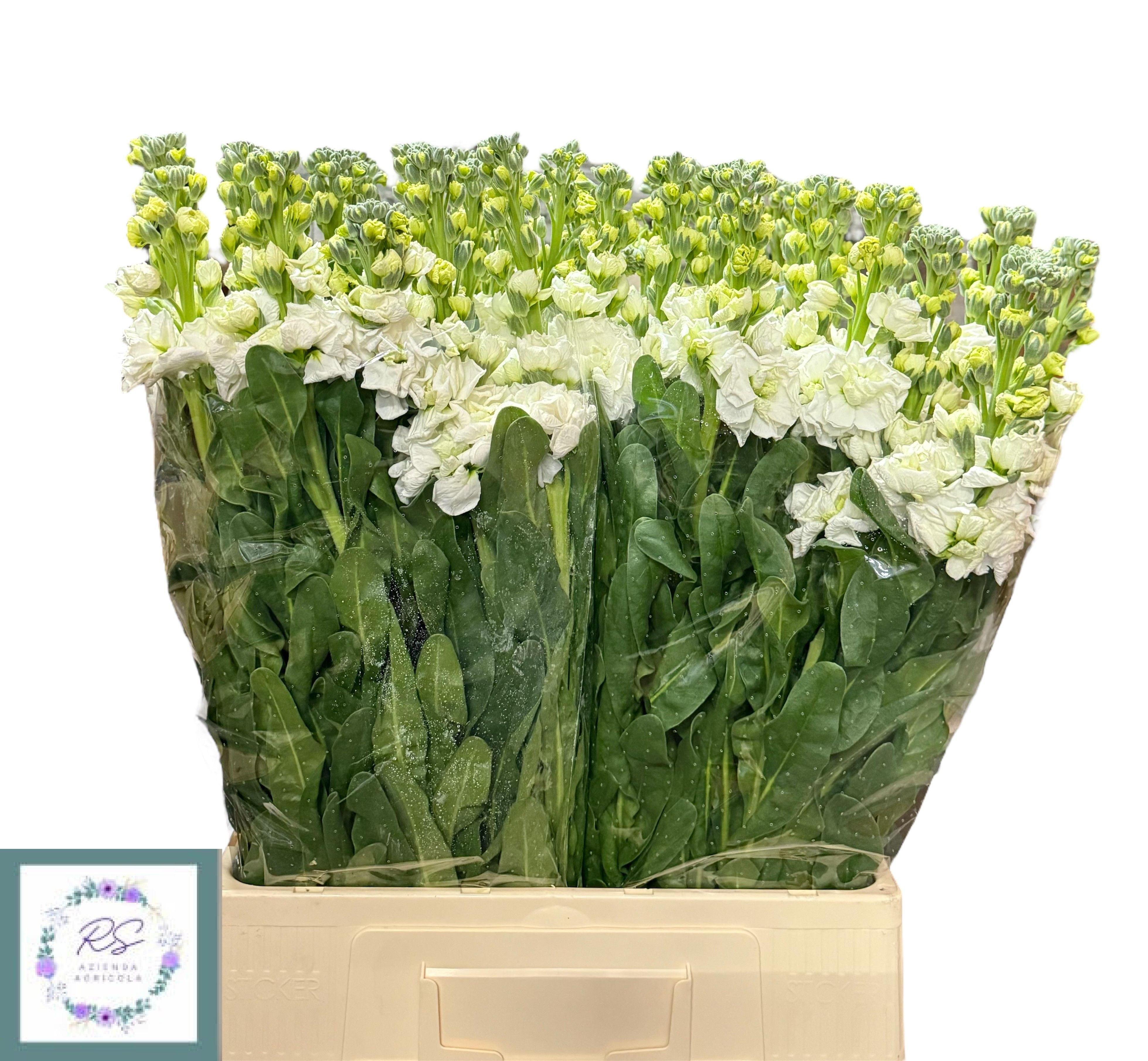 Matth Iron White 70cm