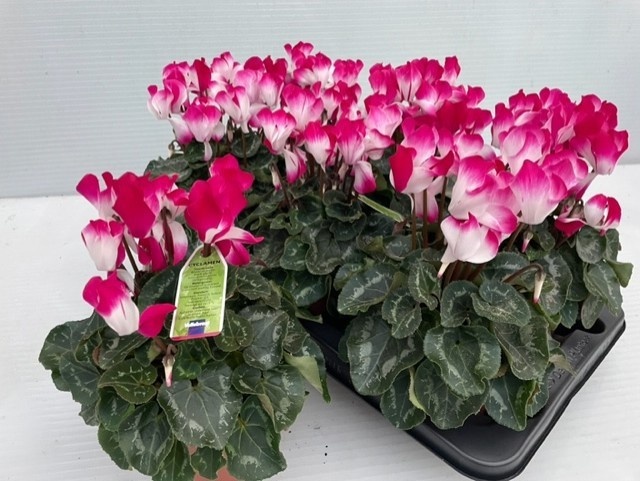 Cycl Md Indiaka 13Ø 30cm