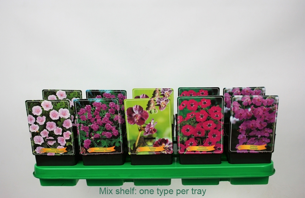 Picture of Geranium Mix 6x10 srt. per shelve P11