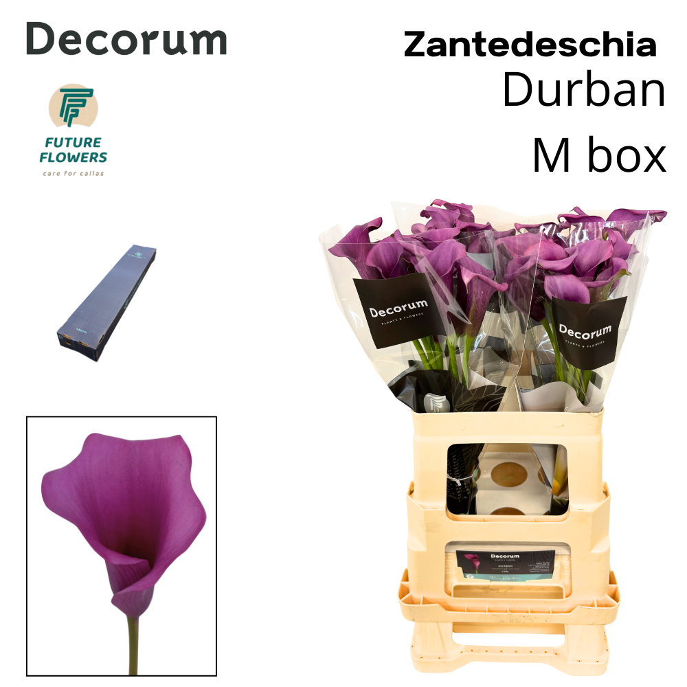 Zant Durban