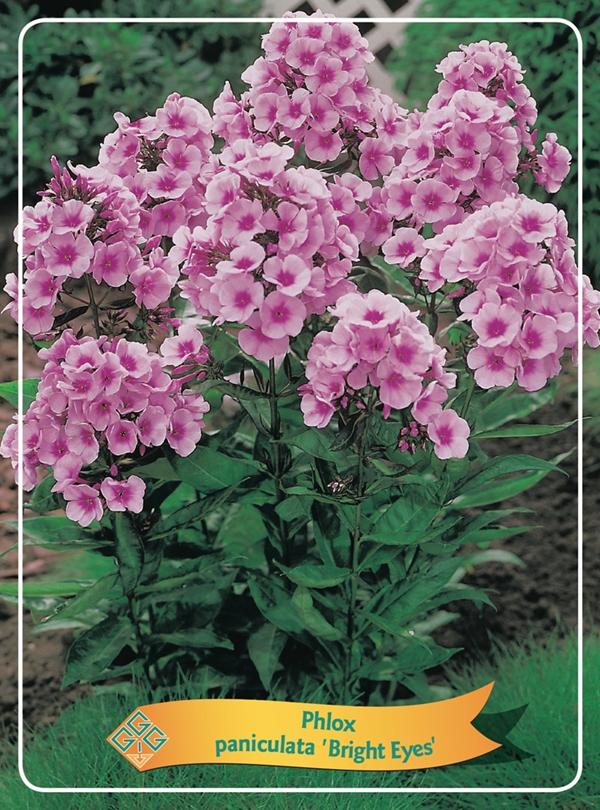 Picture of Phlox paniculata mix 6x10 srt. per shelve P11