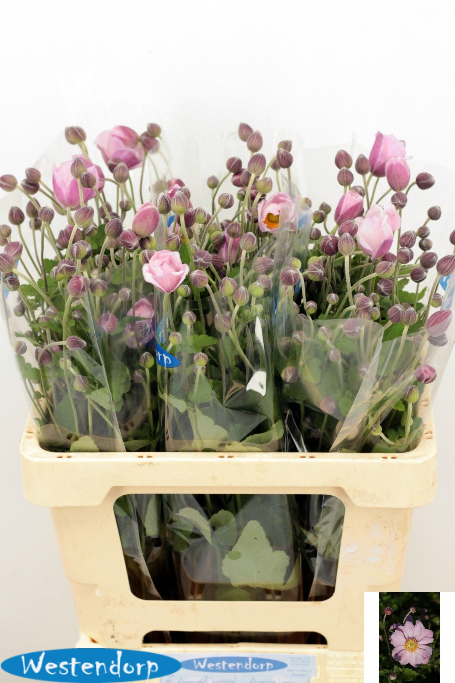 Anemone 60cm