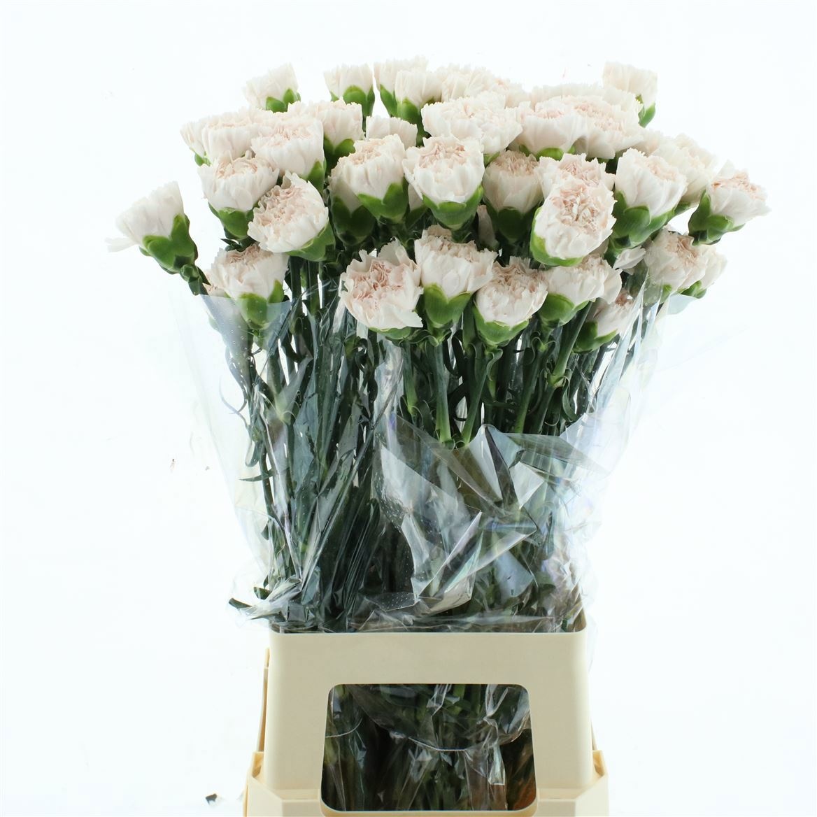 Dianthus St Brut 70cm