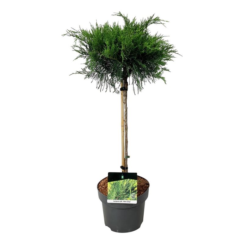 Picture of Juniperus pf. 'Mint Julep'