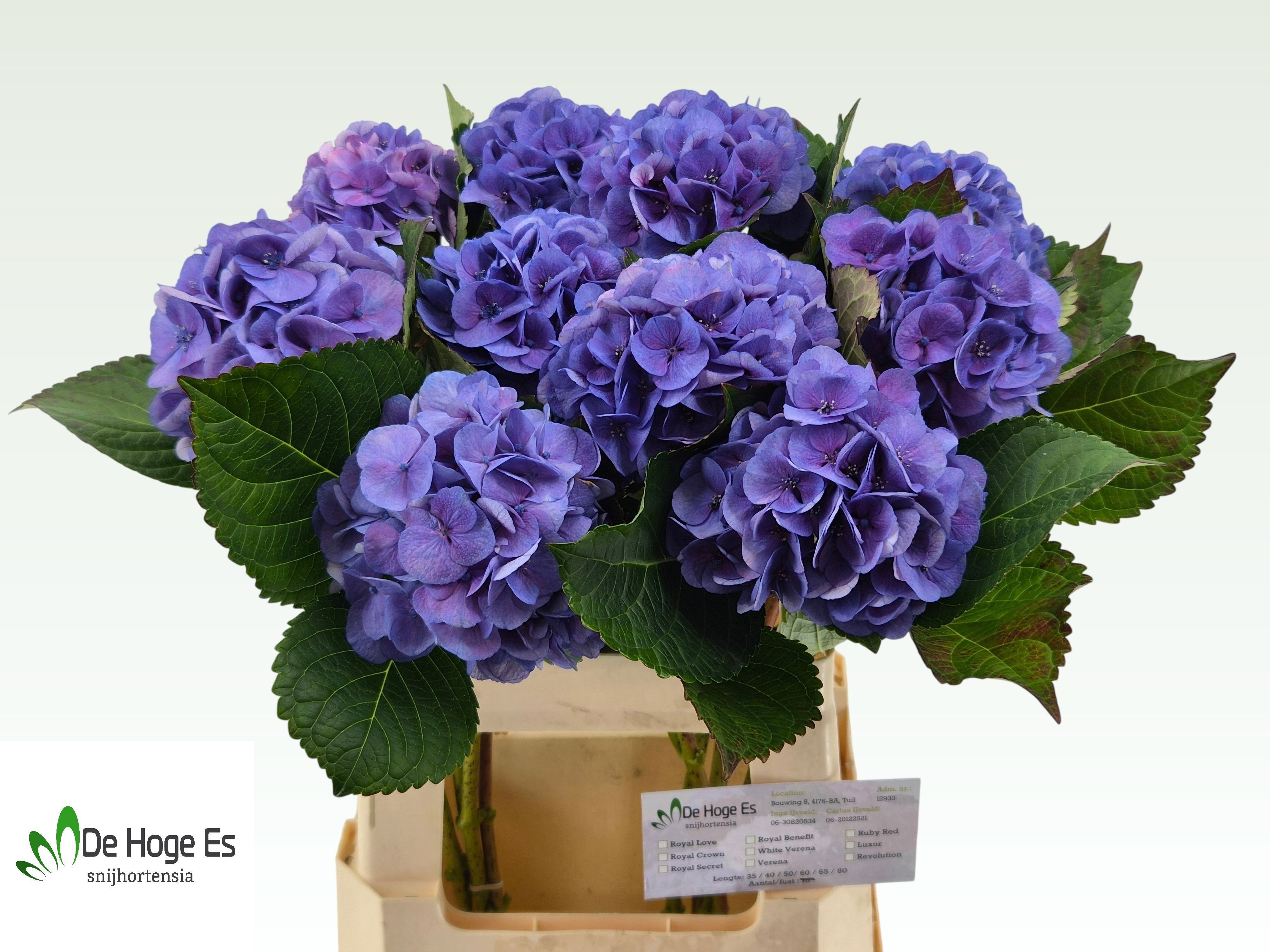 Hydrangea Royal Love B 60cm 11Ø