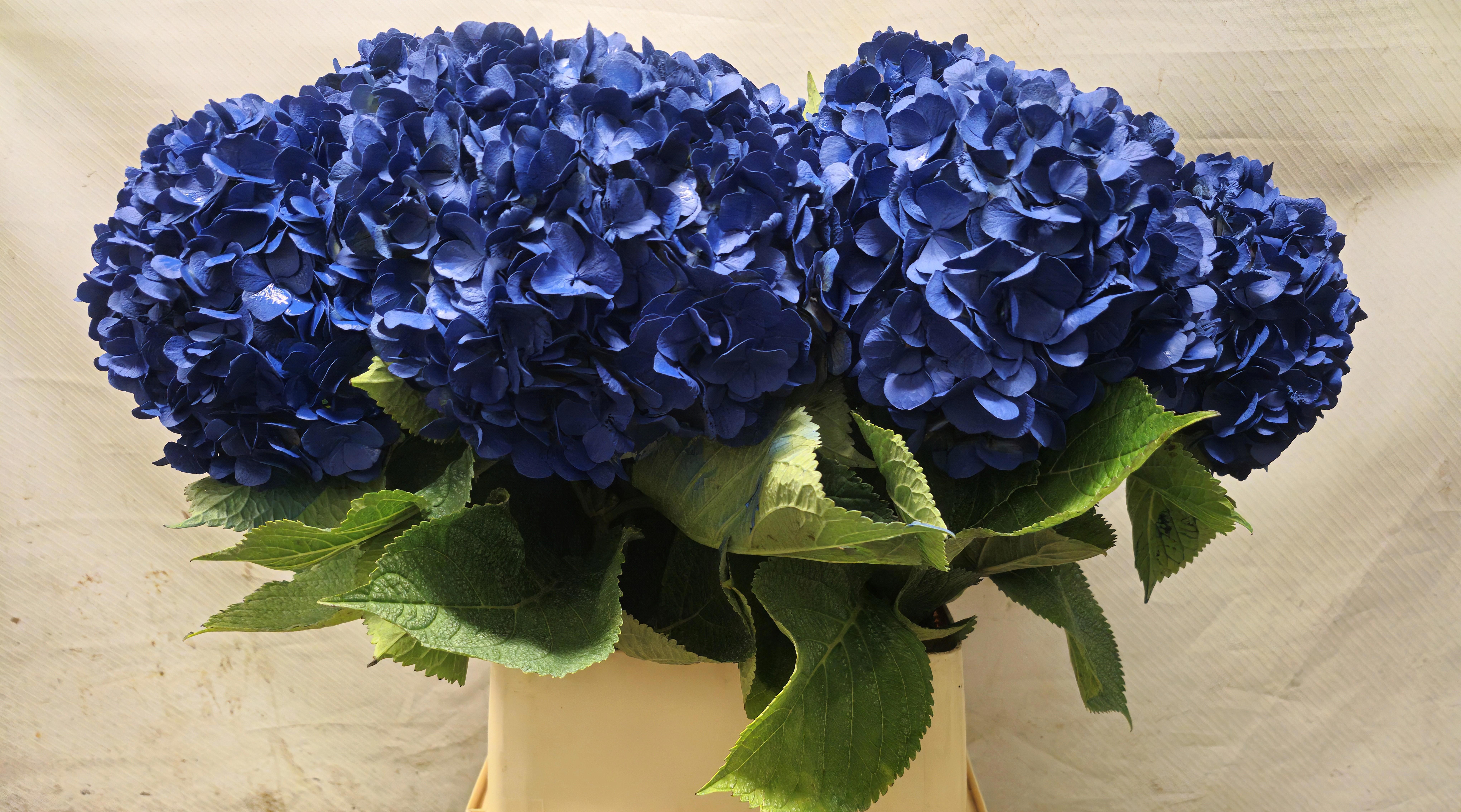 Hydrangea Painted 90cm 20Ø