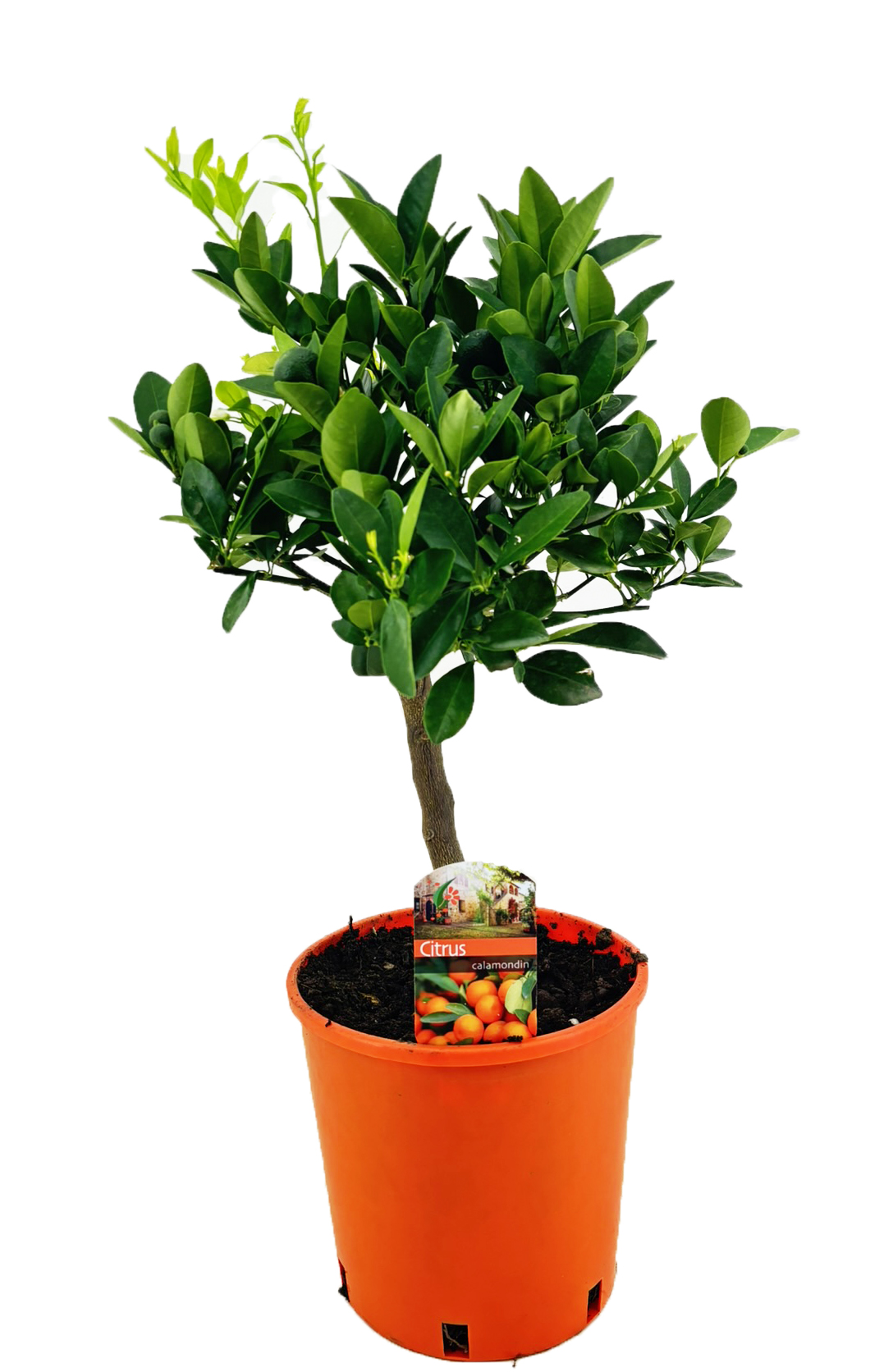 Picture of Citrus calamondin P19 (3 Ltr) std 15/fruit (LOOSE)