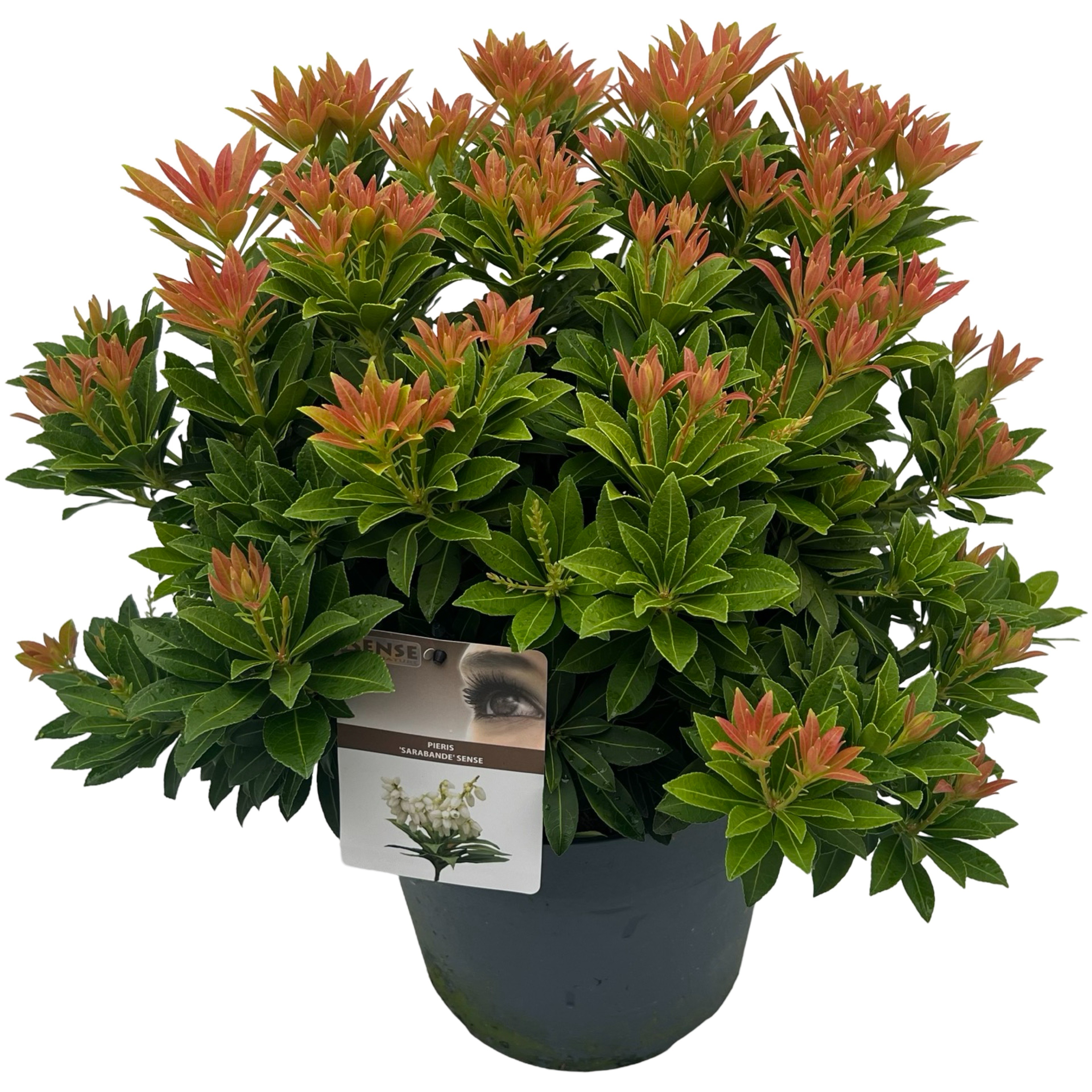 Picture of Pieris jap. 'Sarabande' sense