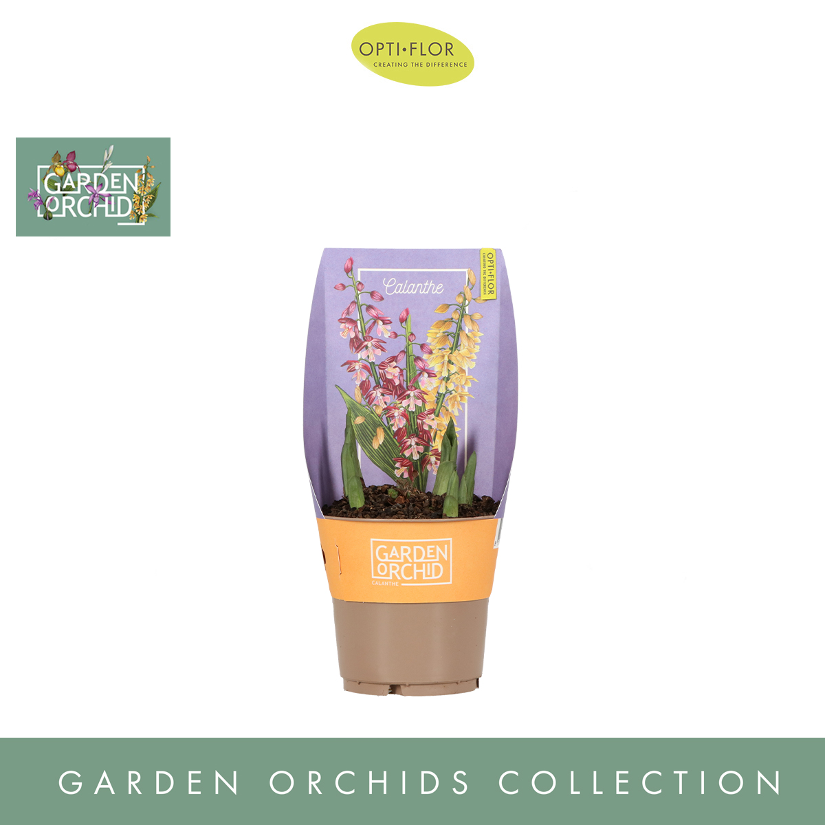 Calanthe Garden Orchids 6 Mix