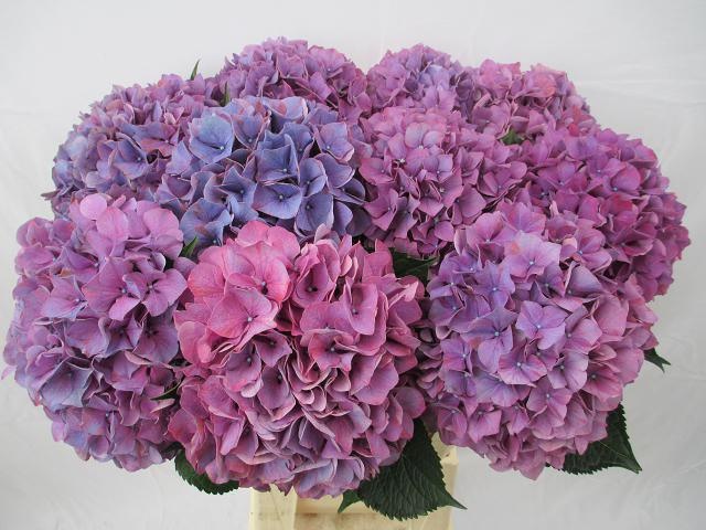 Hydrangea Purple Haze 60cm 20Ø