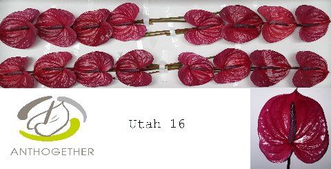Anth A Utah