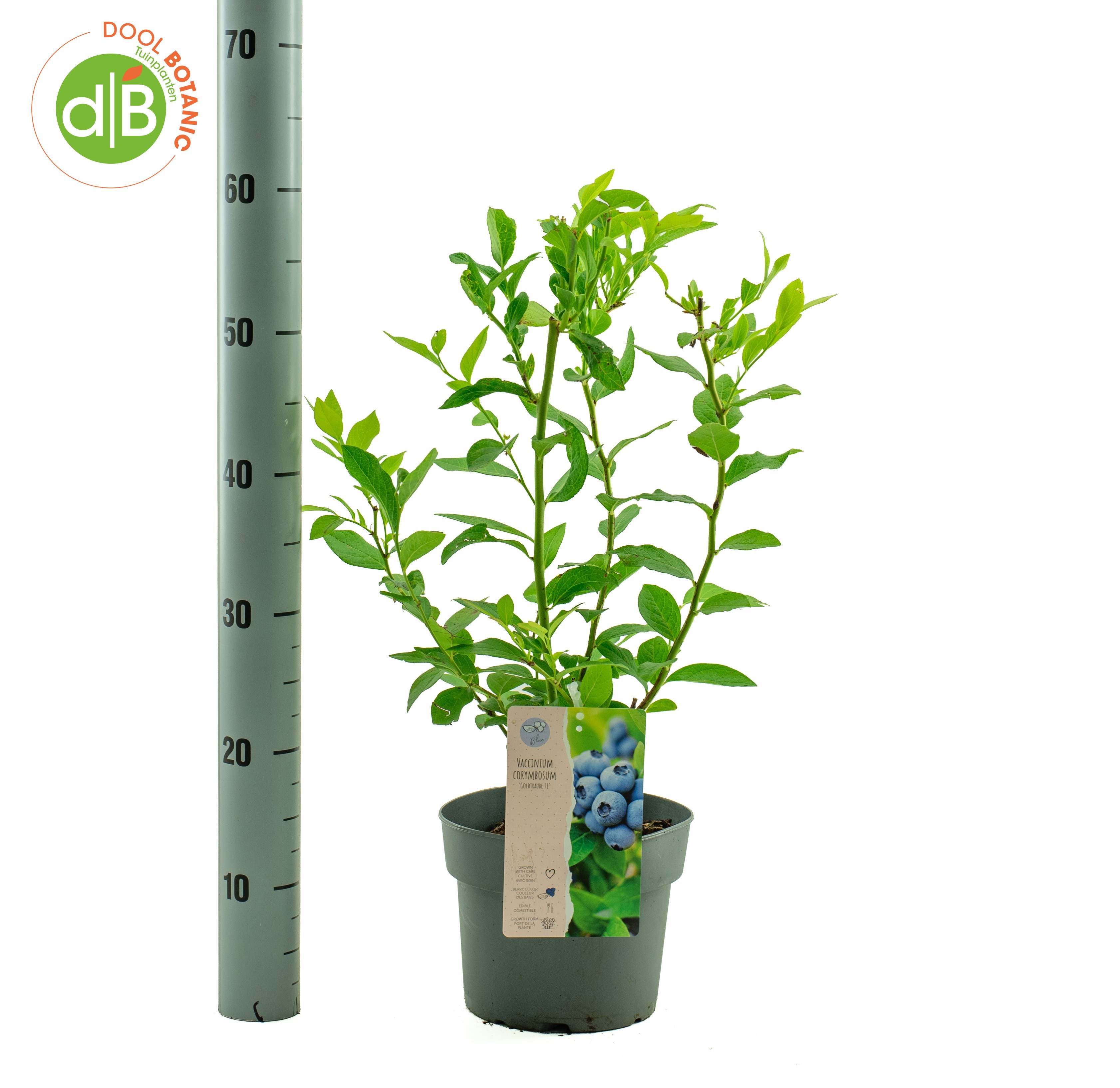 Vaccinium corr. 'Goldtraube 71'