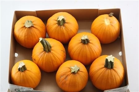 Cuc Maxima Halloween