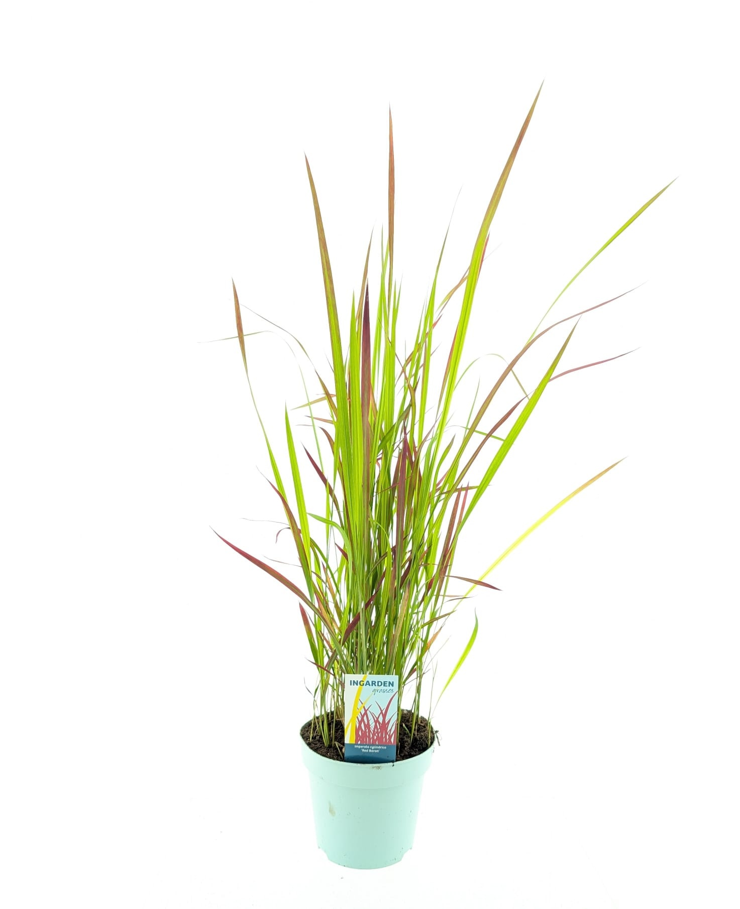 Picture of Imperata cylindrica 'Red Baron'