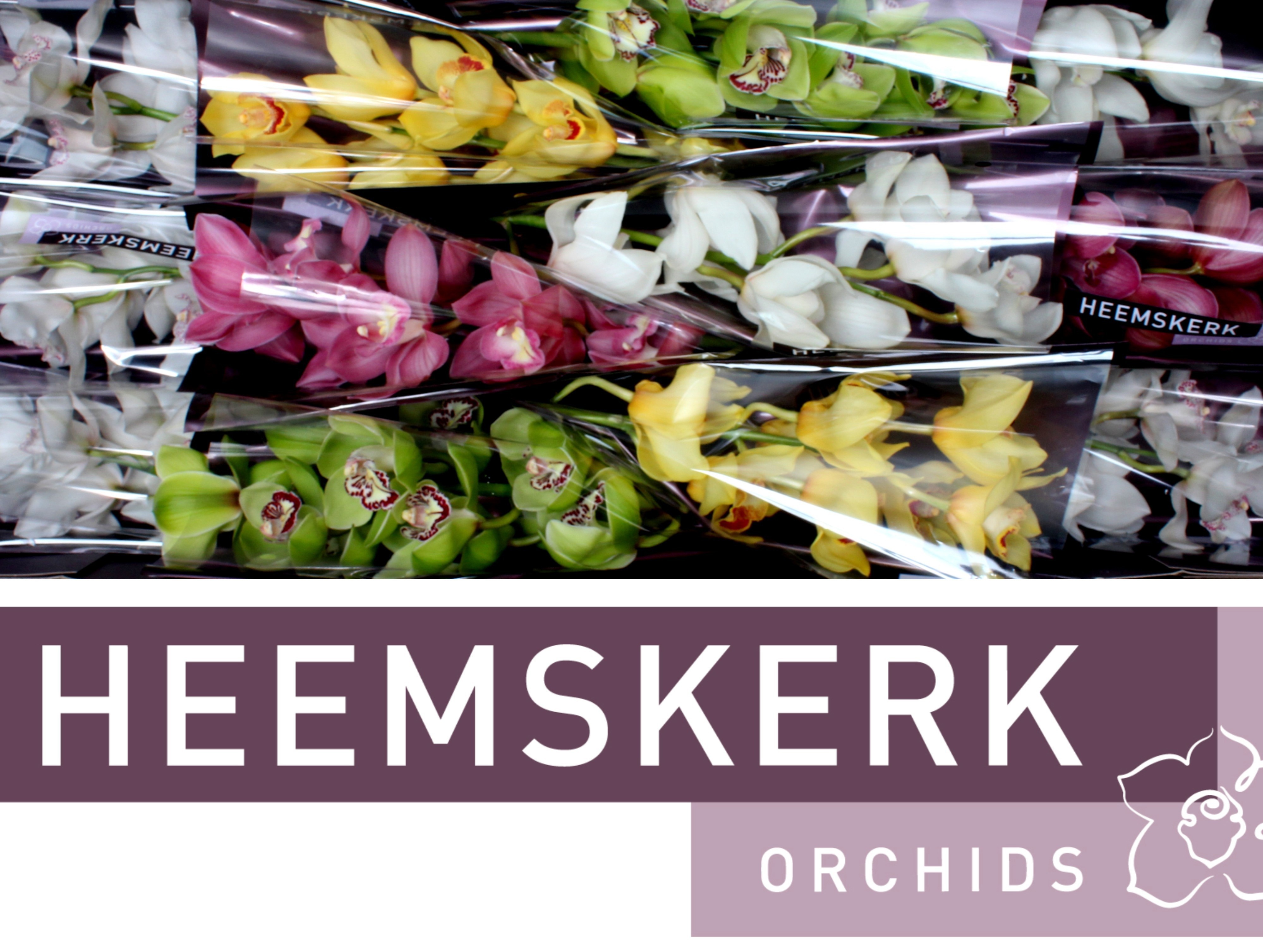 Cymbidium Asst 6bl