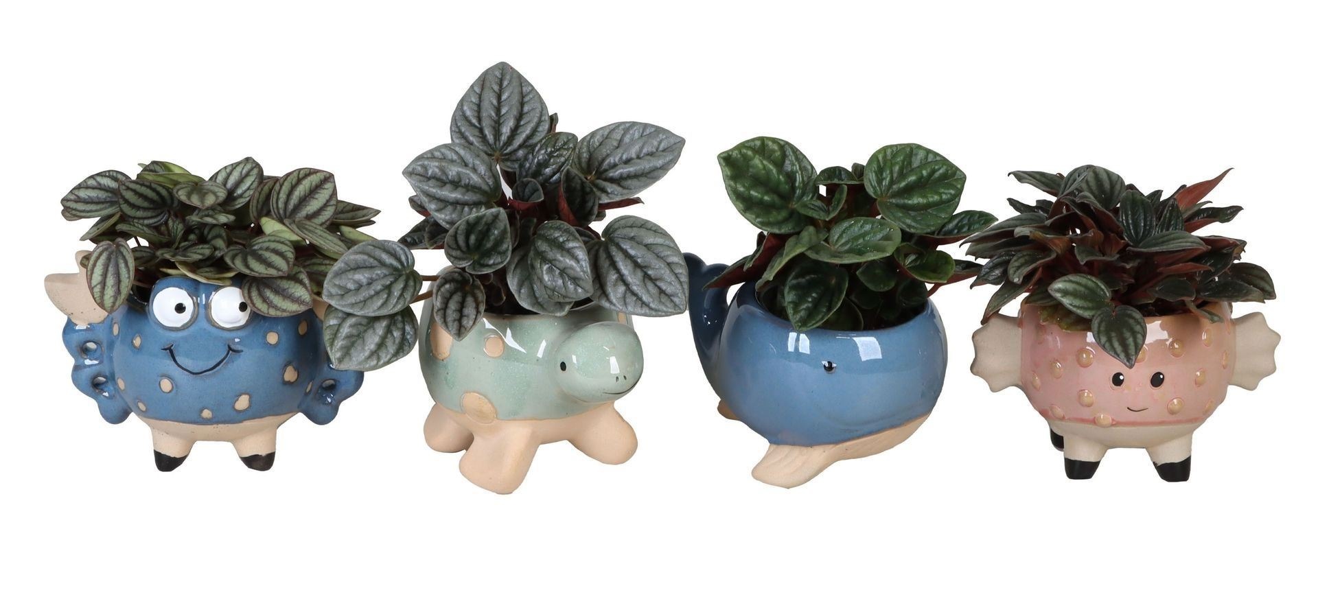 Peperomia L 66605 with Peperomia Caperata Mix