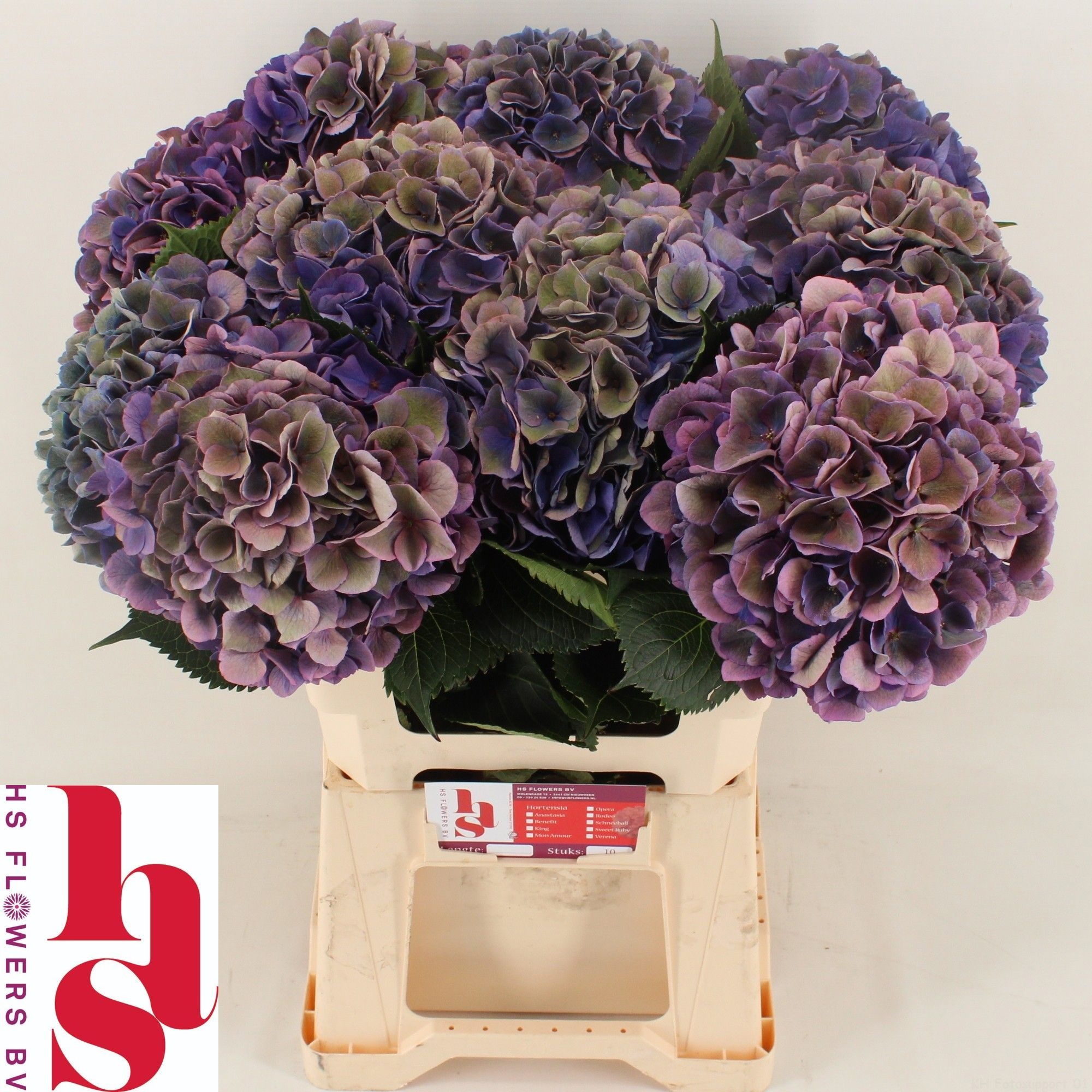 Hydrangea Royal Opera Classic 60cm 18Ø