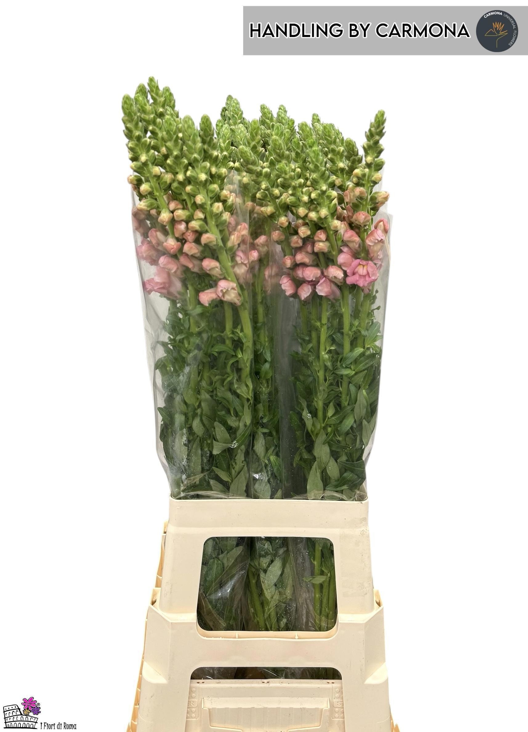 Antir Cann Rose 80cm