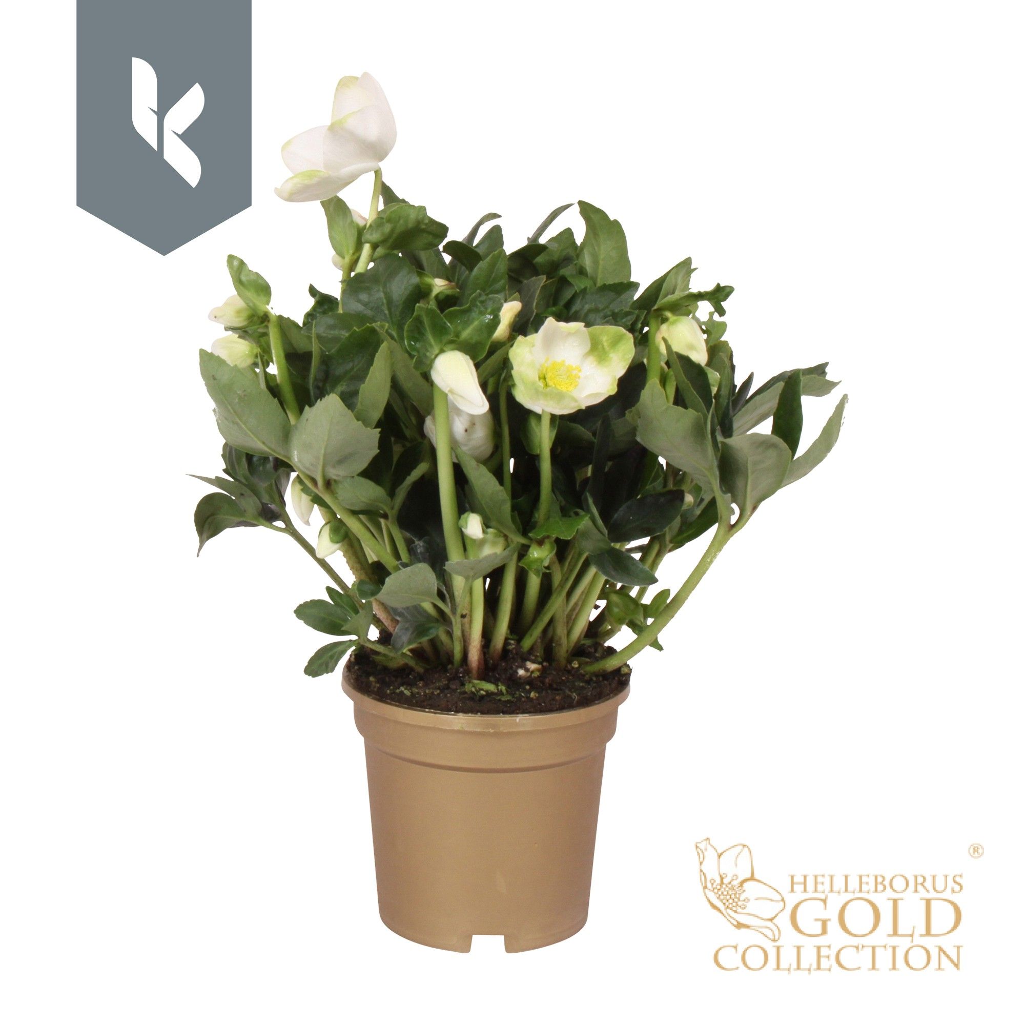 Helleborus HGC Helleborus Niger selectie in het goud