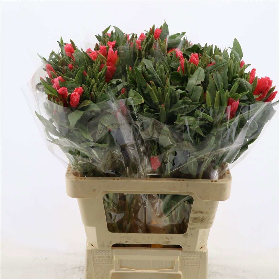 Godetia Grace Salmon 60cm