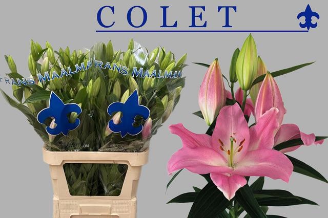 Lilium Or Colet 100cm 6/8bl