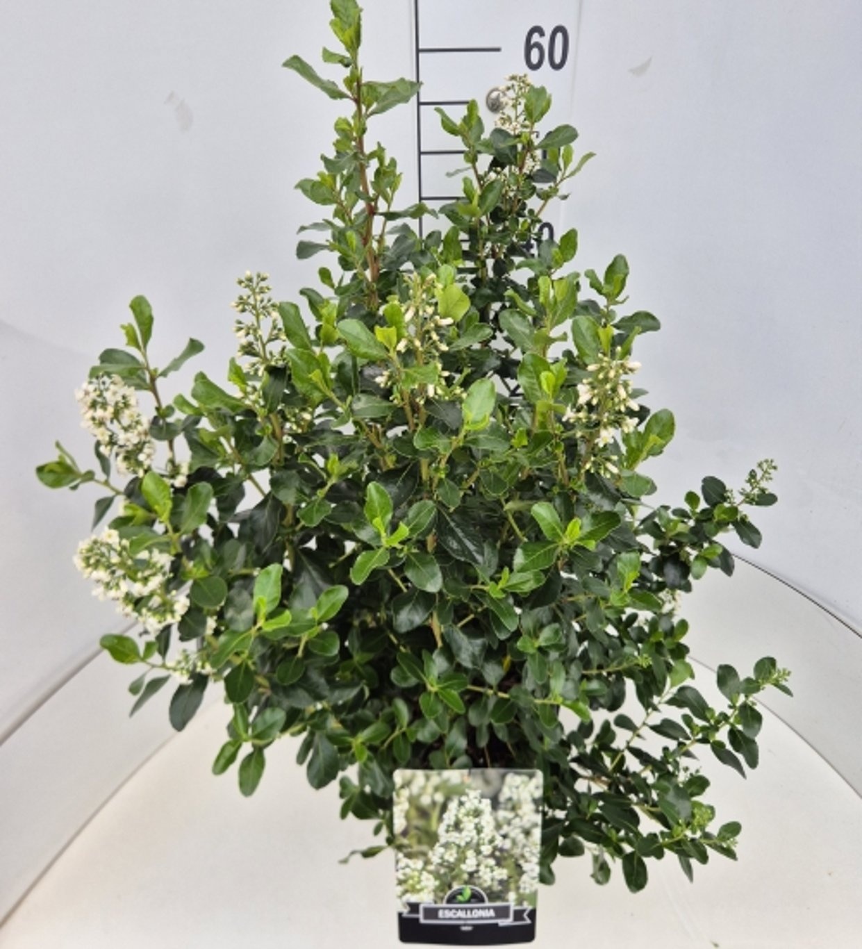 Escallonia 'Iveyi'