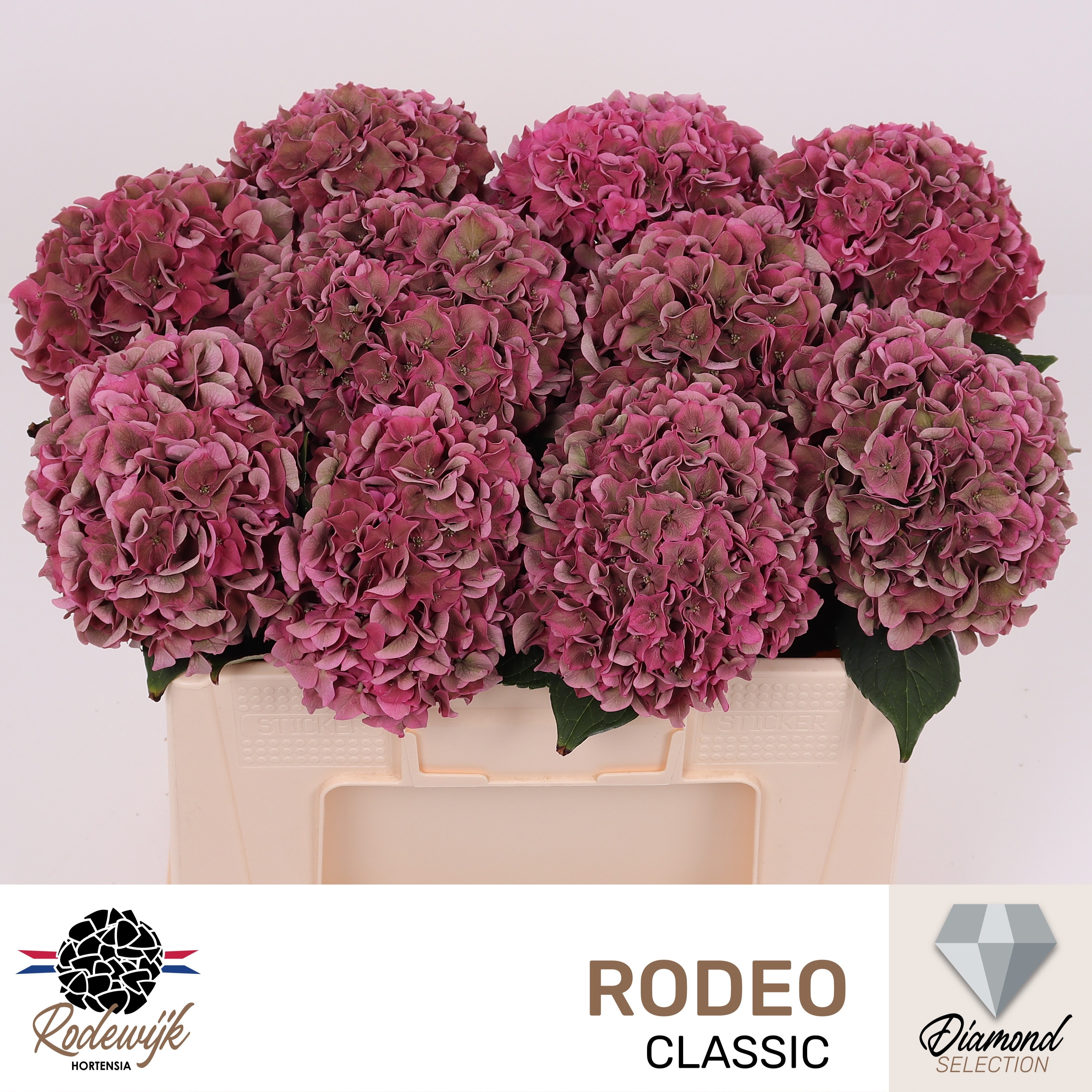 Hydrangea Rodeo Classic Pink 50cm 17Ø