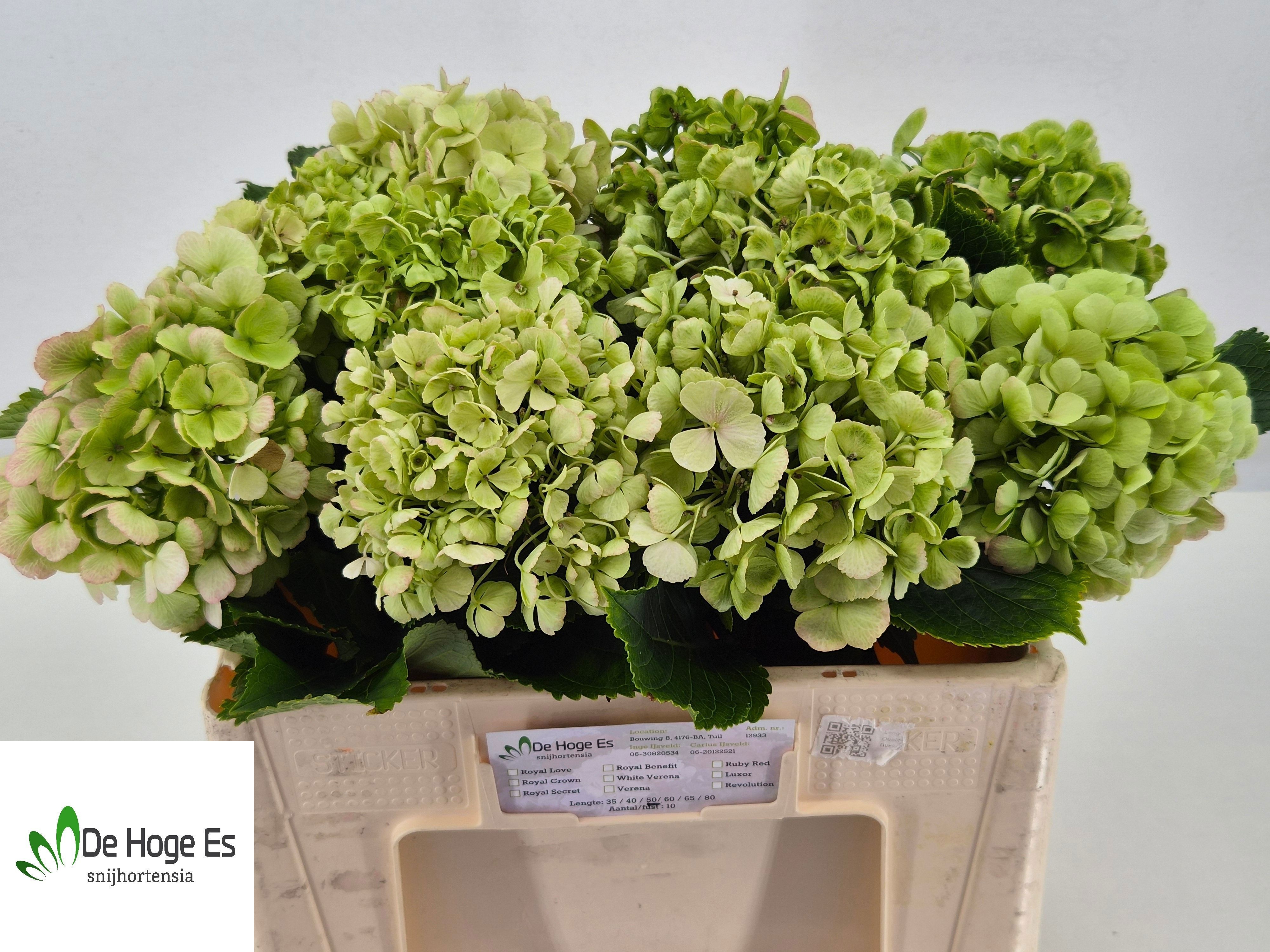 Hydrangea Verena Classic Pink 50cm 17Ø