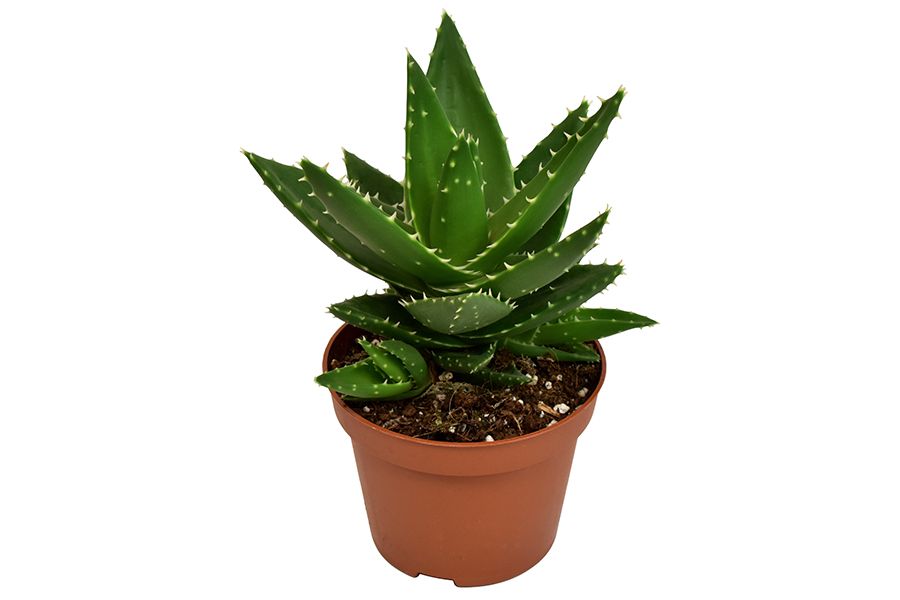 okf aloe vera drink Okf Aloe Vera Drink Coconut