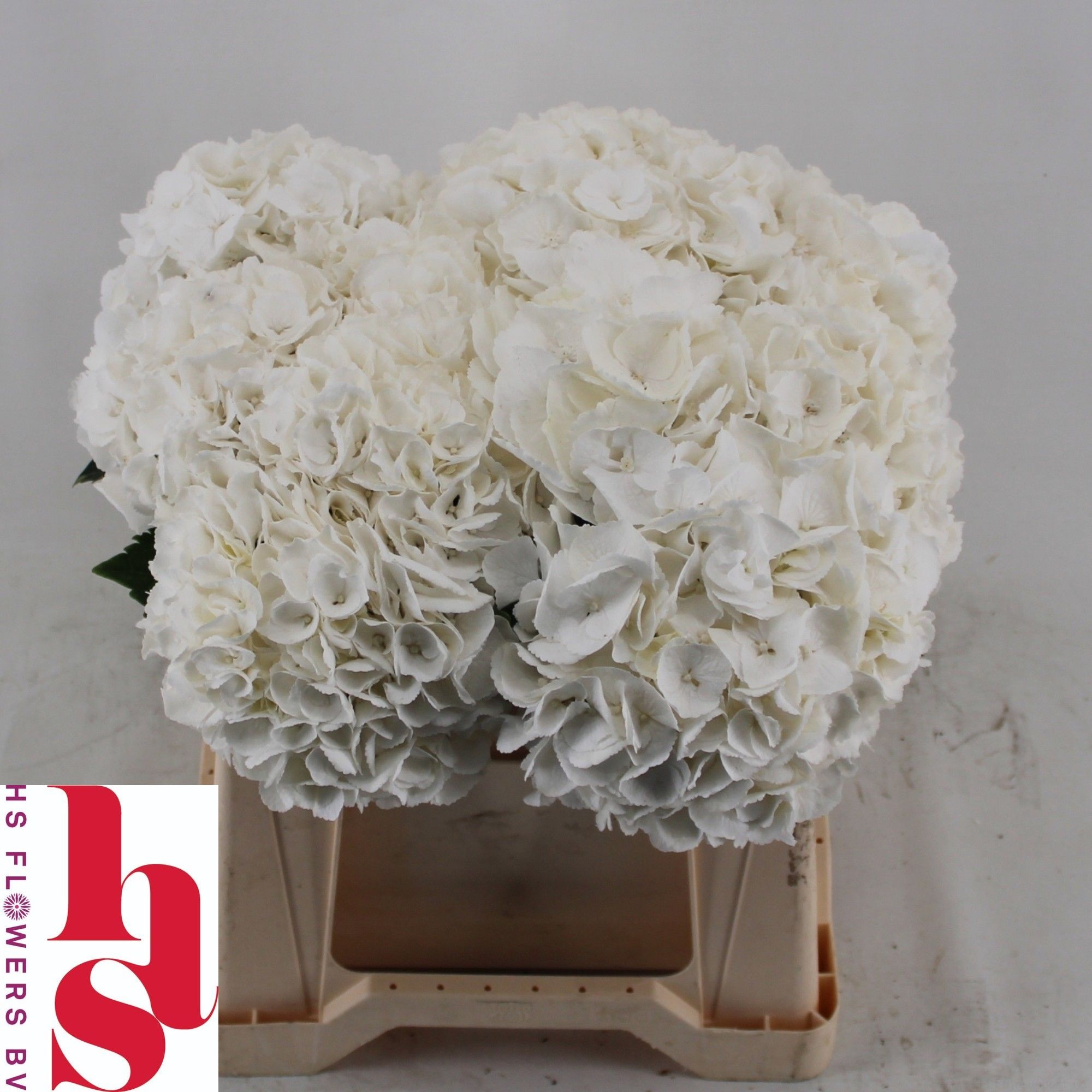 Hydrangea Royal Princess 40cm 15Ø