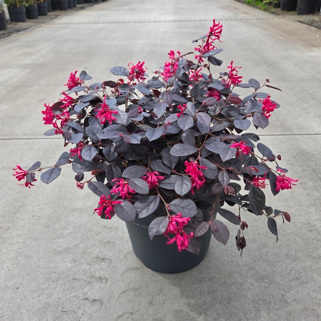 Loropetalum chinense Rouge de La Marjorie