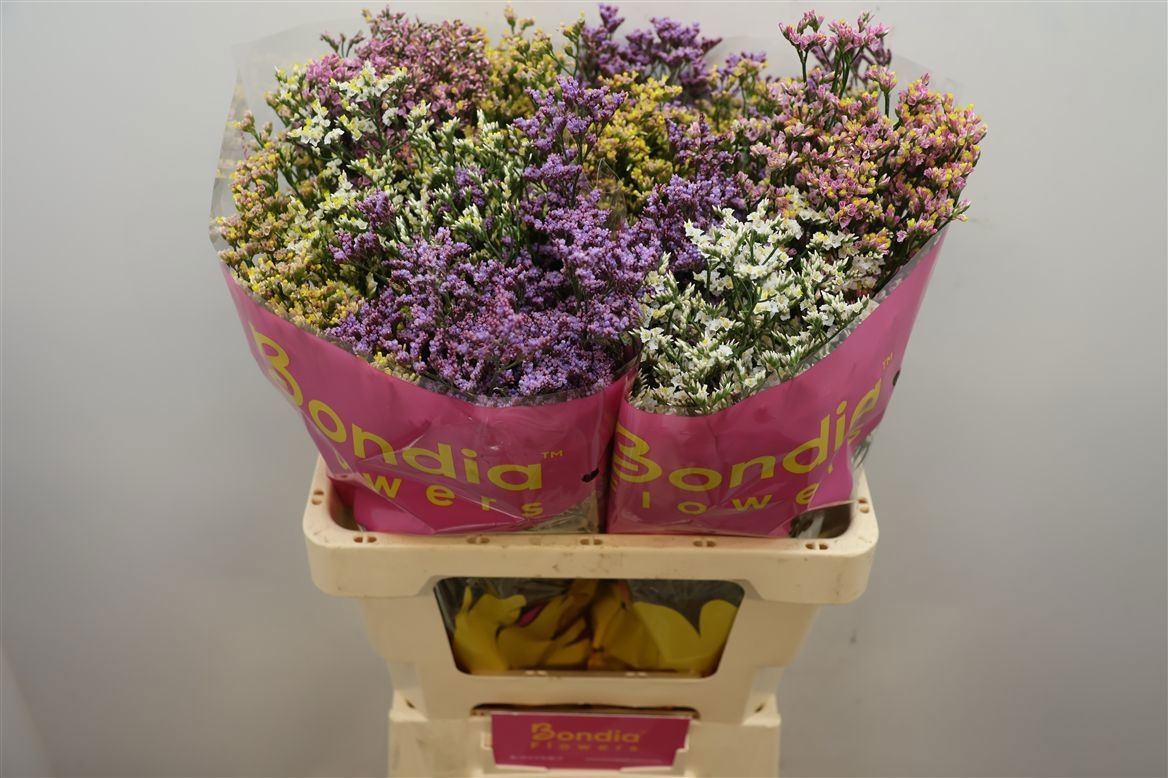 Limonium Sin Diamond Mixed 60cm 25gram