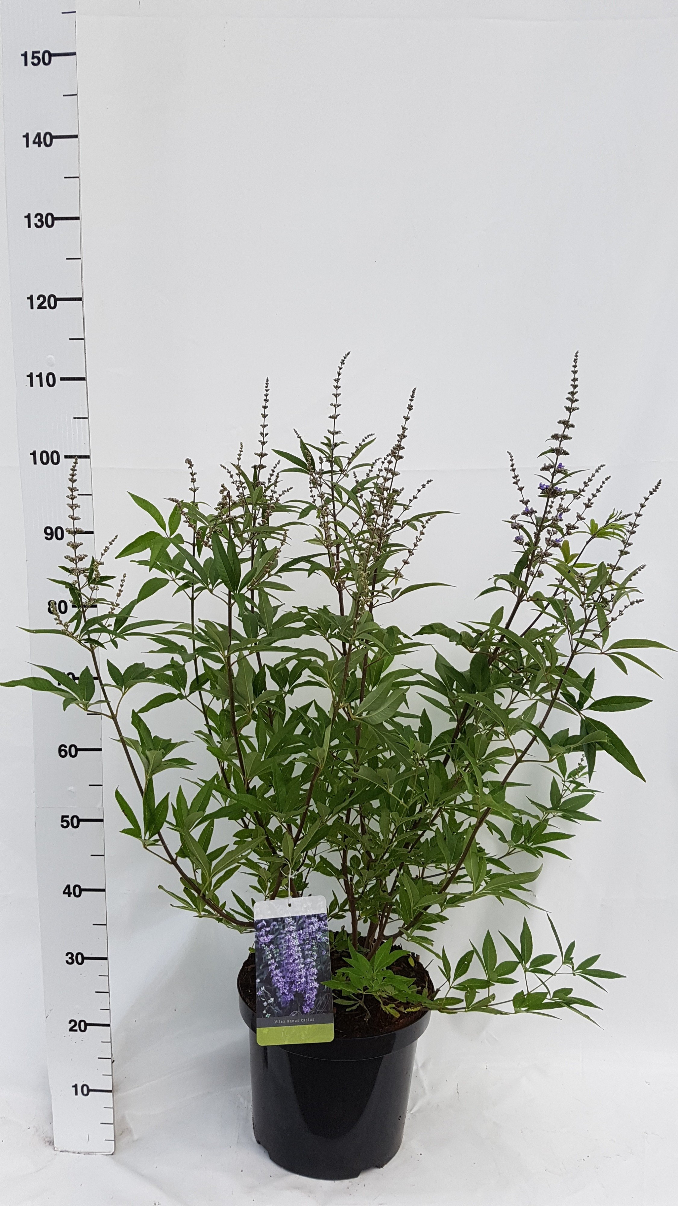 Picture of Vitex agnus-castus P29 (10 Ltr)