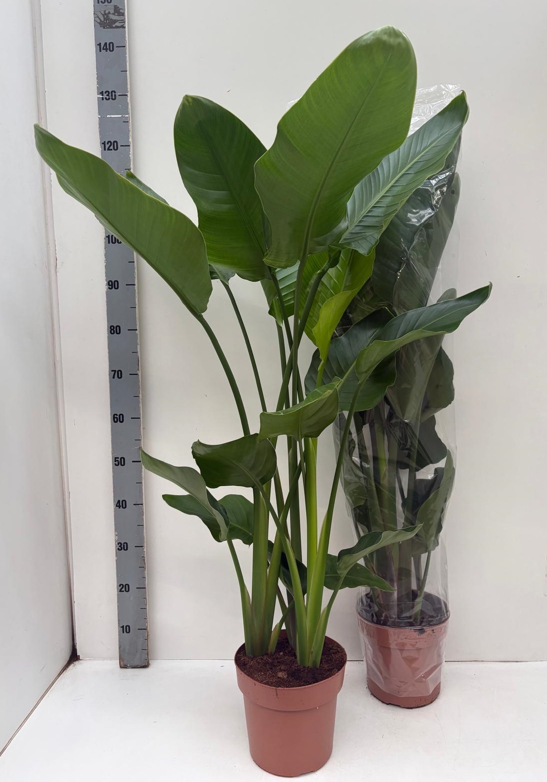 Strelitzia Nicolai 21P 120H 3stek