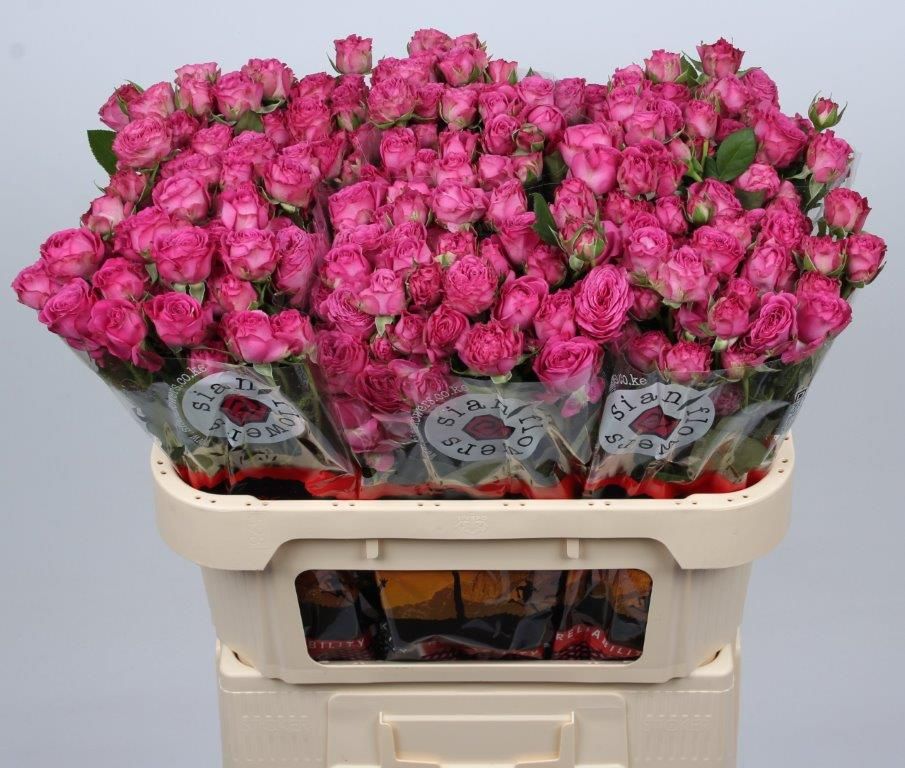 Rosa Spr Classic Sensation 70cm