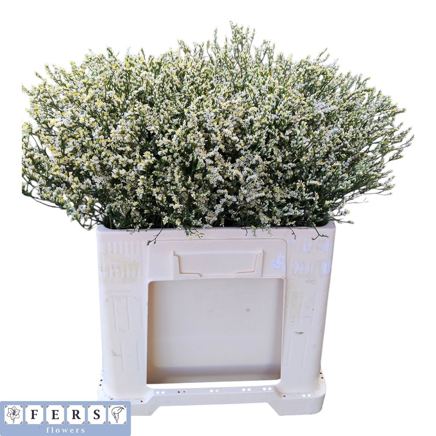 Limonium Sin Mountain Diamond 50cm 12gram