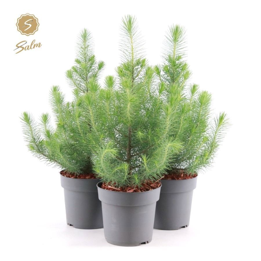 Picture of Pinus pinea 'Silver Crest' P17 40-50