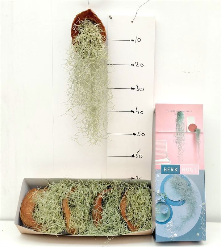 Till Usneoides