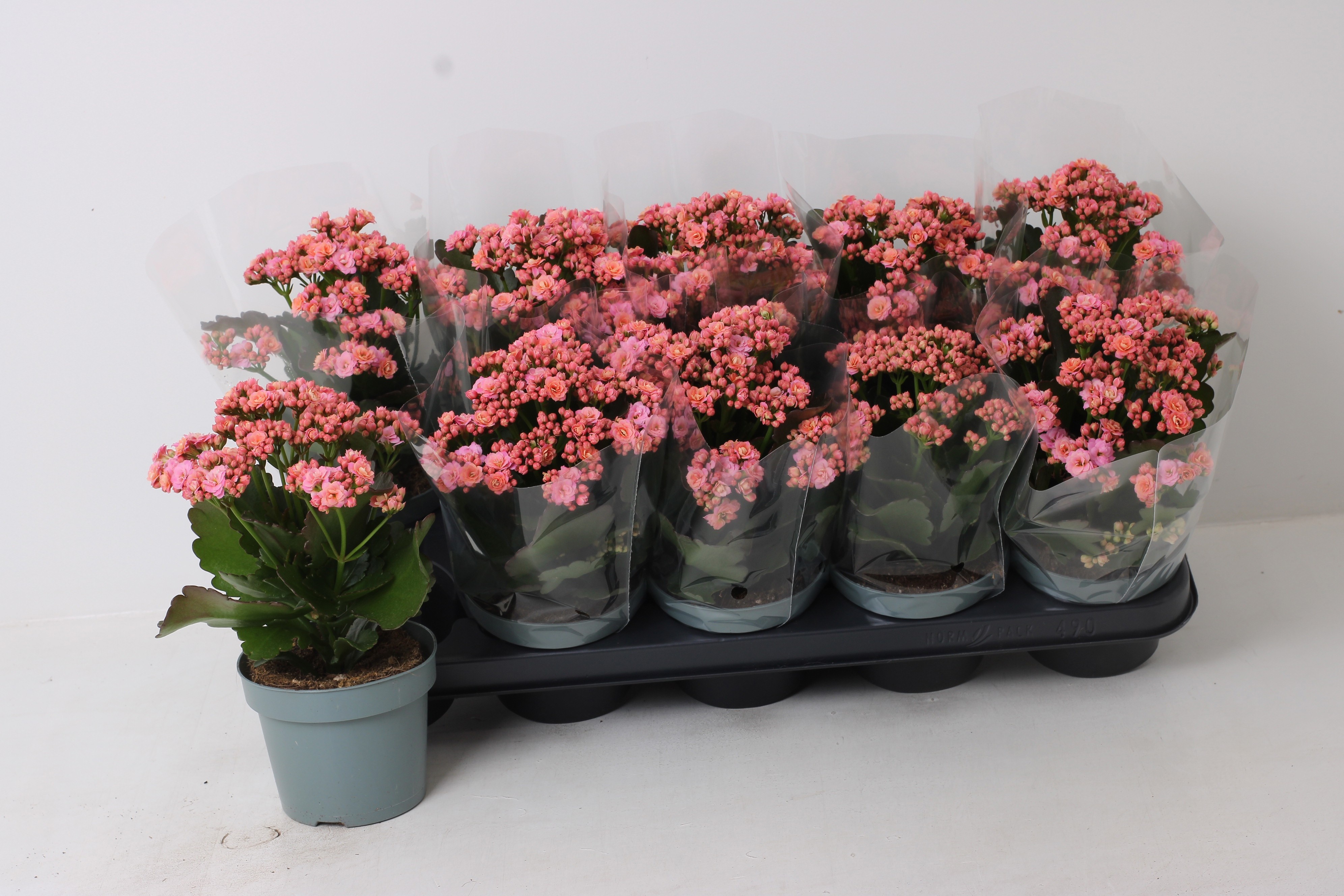Kal Ge Perfecta Pink 12P 24H 23bloei