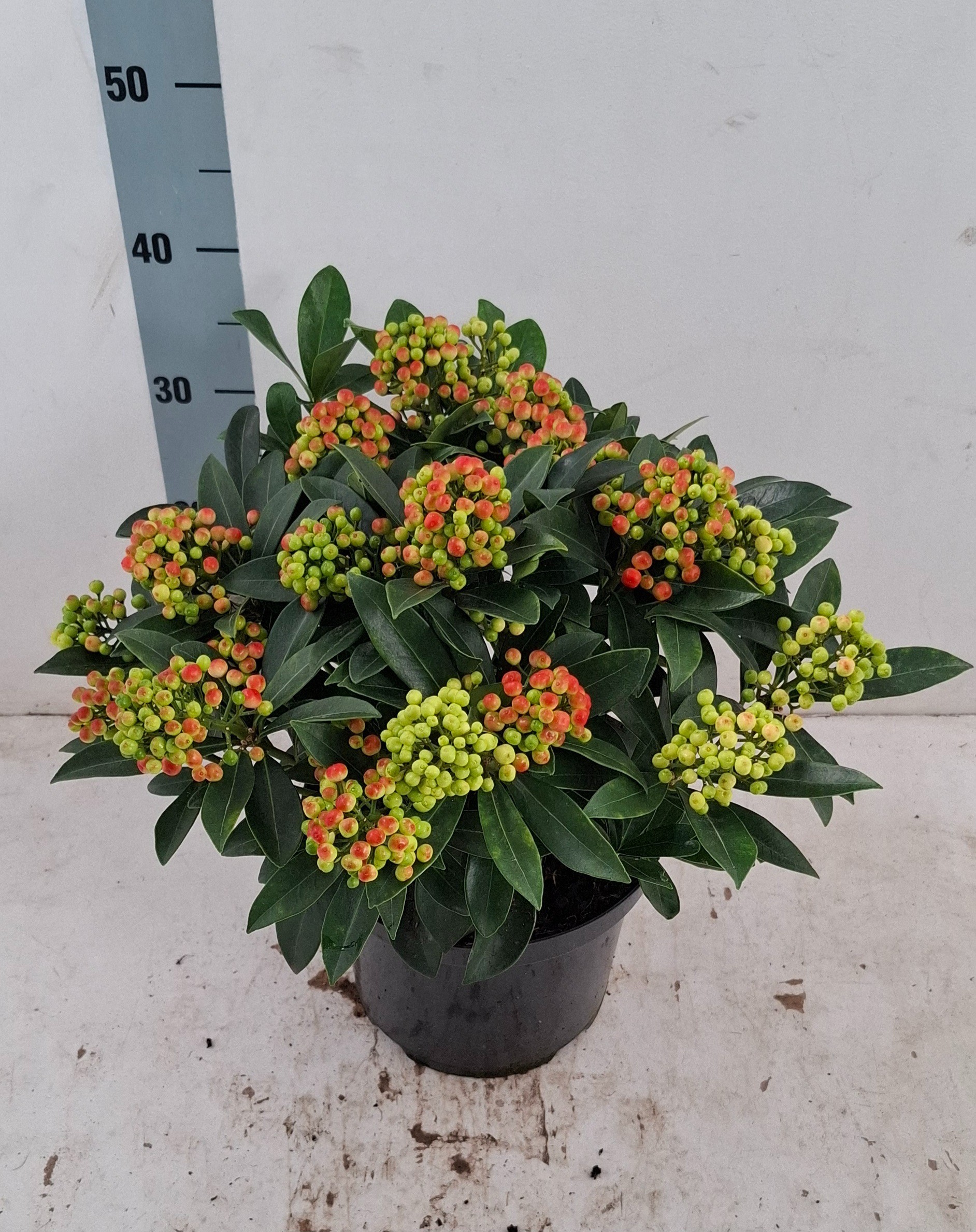 Skimmia jap. 'Pabella' 15+ tros