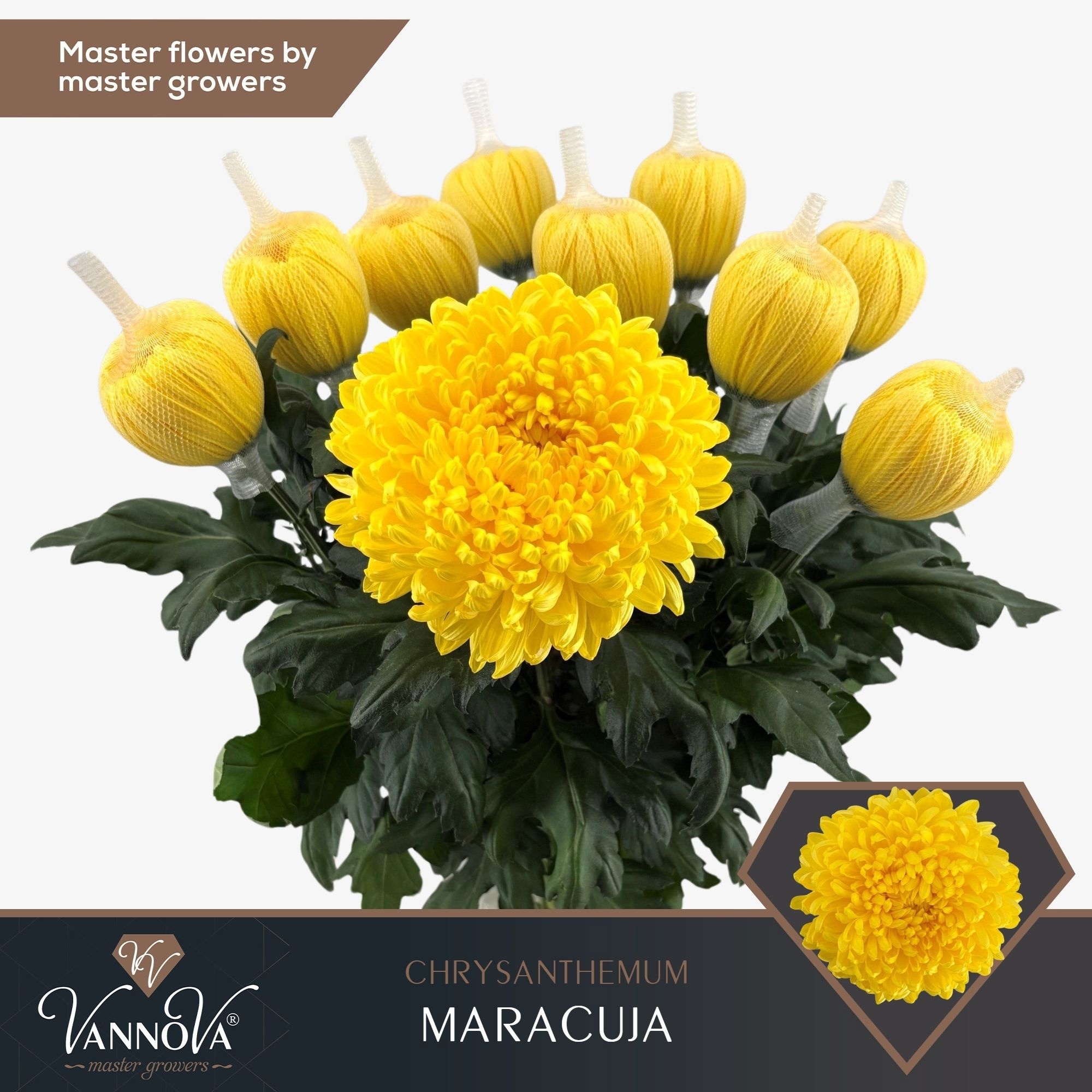 Chrys Single Maracuja 70cm 105gram