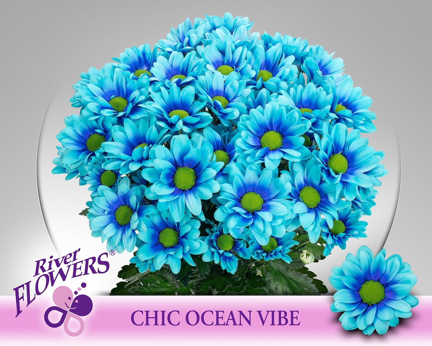 Chrys Spray Chic Painted 70cm 80gram
