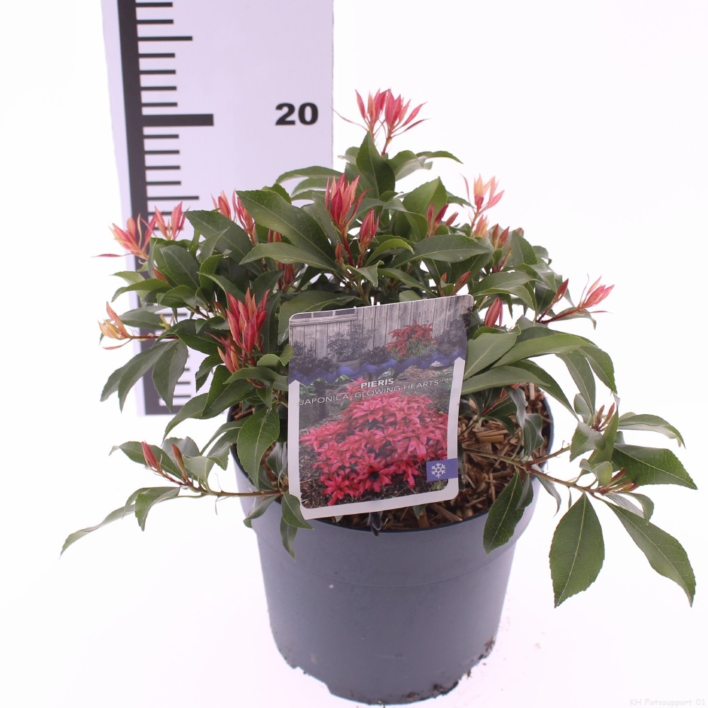 Picture of Pieris jap. 'Glowing Hearts'