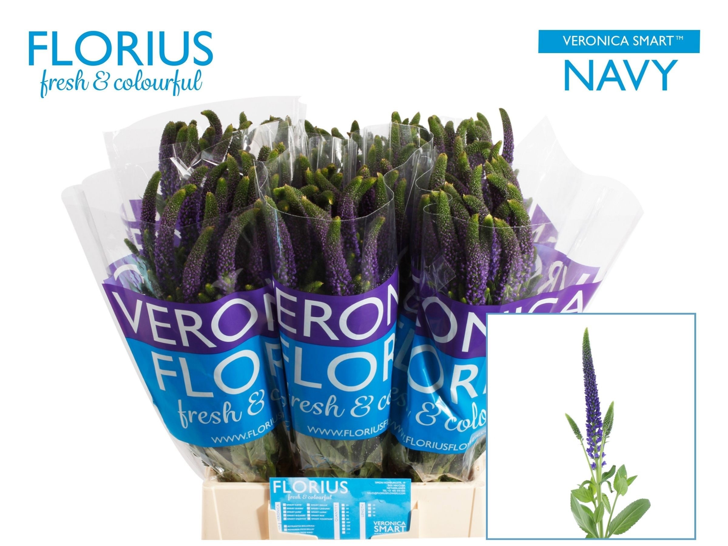 Veron Smart Navy