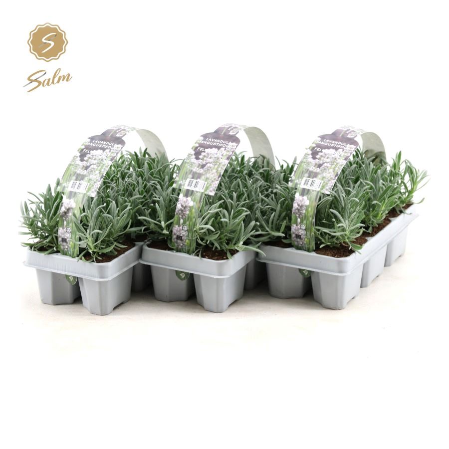 Picture of Lavandula ang. 'White' 6-Pack