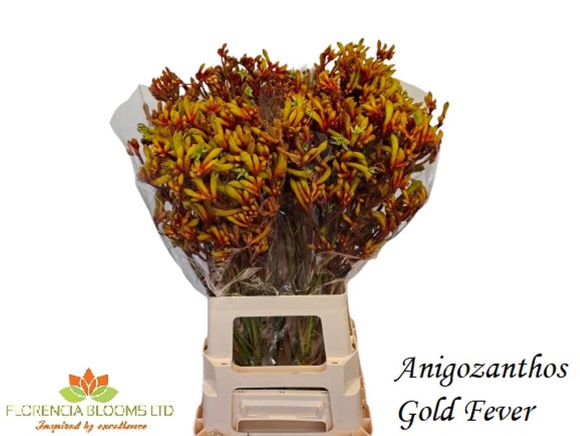 Anigoz Gold Fever