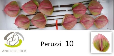 Anth A Peruzzi