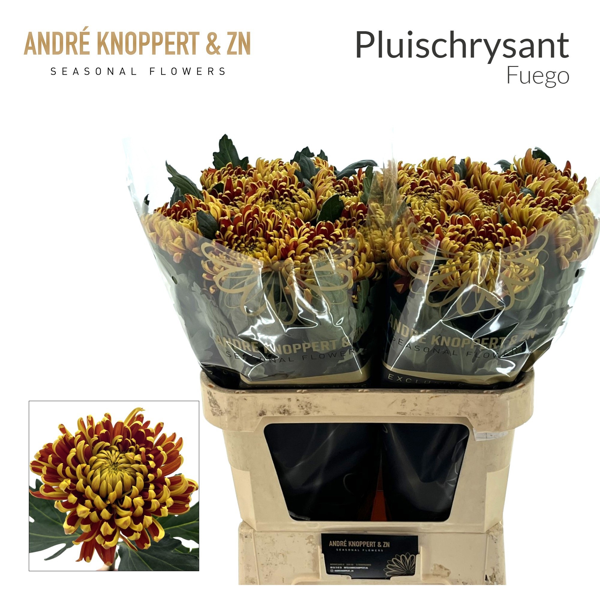 Chrys Single Fuego 80cm 120gram
