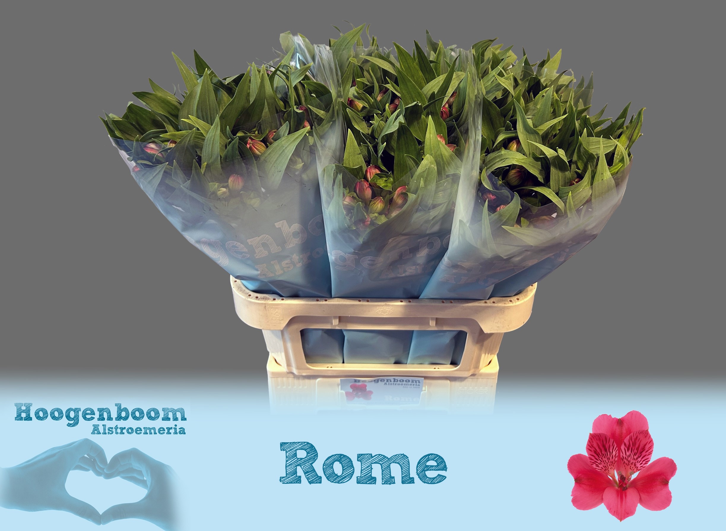 Alstr Rome 70cm 100gram